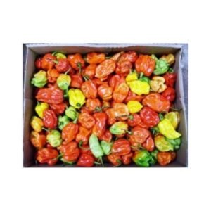 Fresh Scotch Bonnet (Ata Rodo) Box 2.5kg
